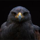 Wüstenbussard - Harris Hawk