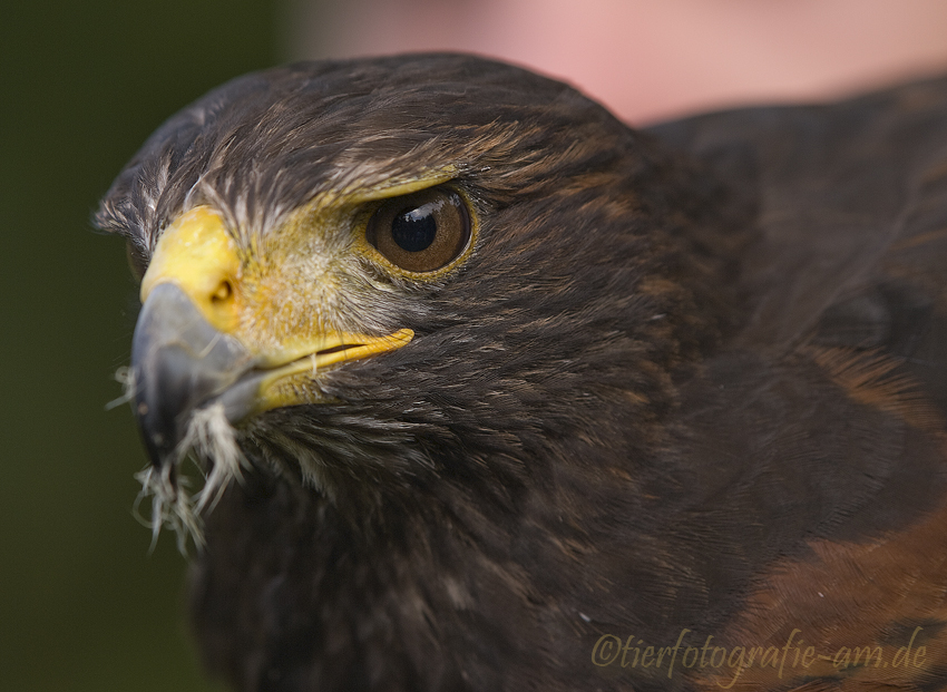 Wüstenbussard (Harris Hawk)