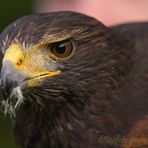 Wüstenbussard (Harris Hawk)