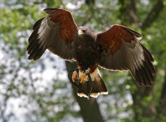 Wüstenbussard (Harris Hawk) kurz vor der Landung