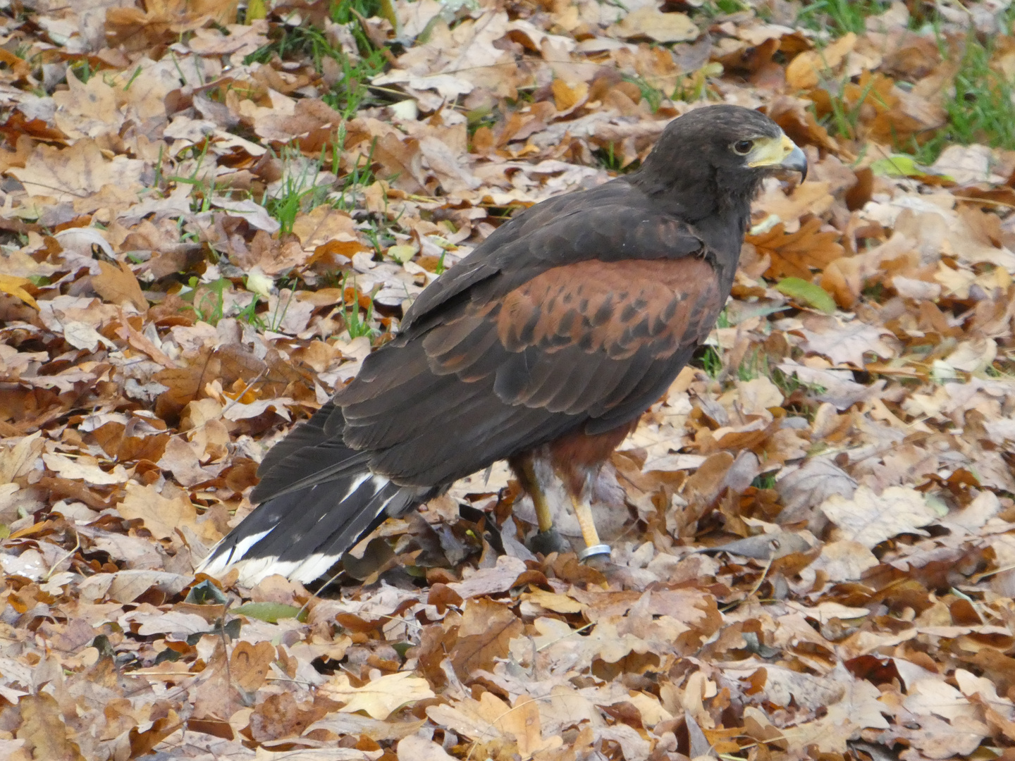 Wüstenbussard - Harris`s Hawk