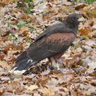 Wüstenbussard - Harris`s Hawk