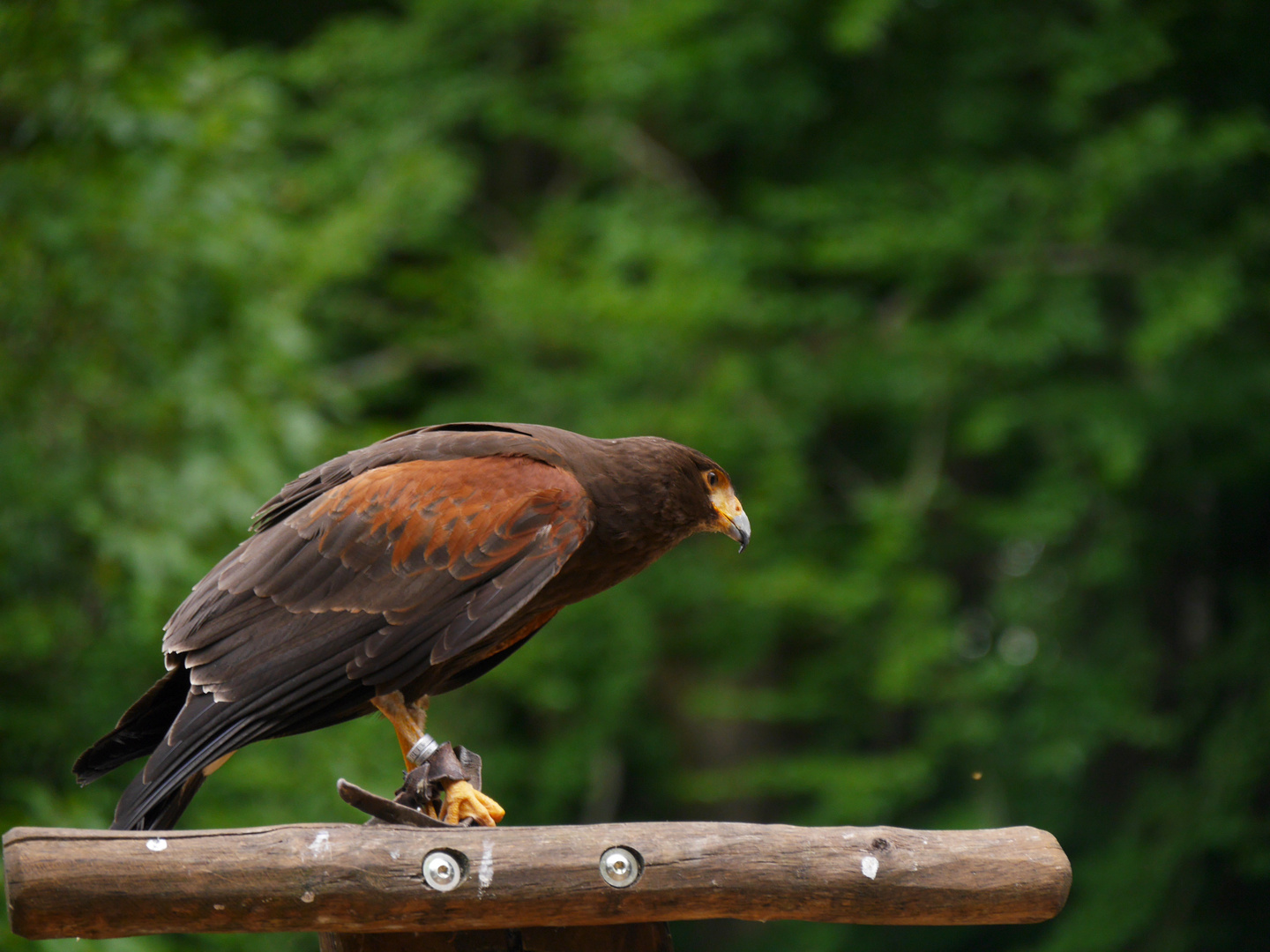 Wüstenbussard - Harris´s Hawk