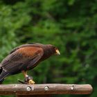 Wüstenbussard - Harris´s Hawk