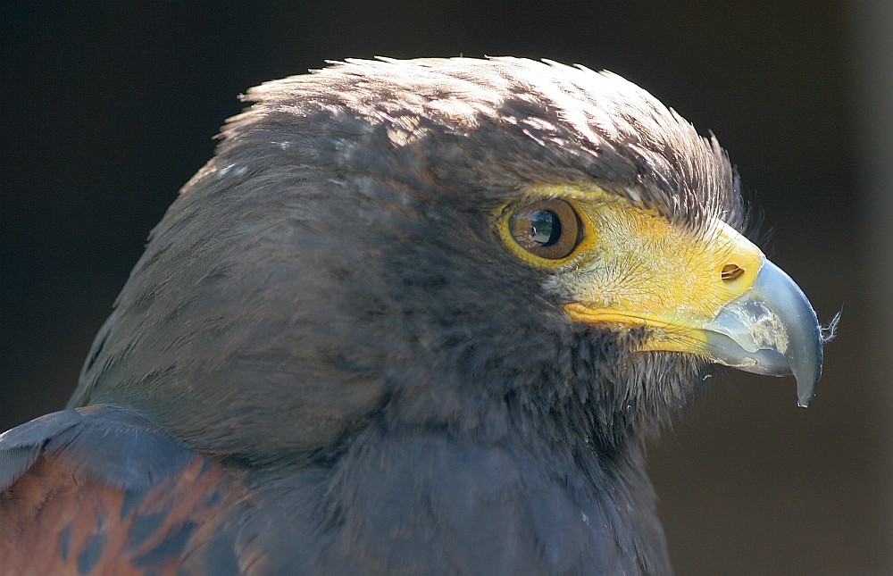 Wüstenbussard hinter Gittern