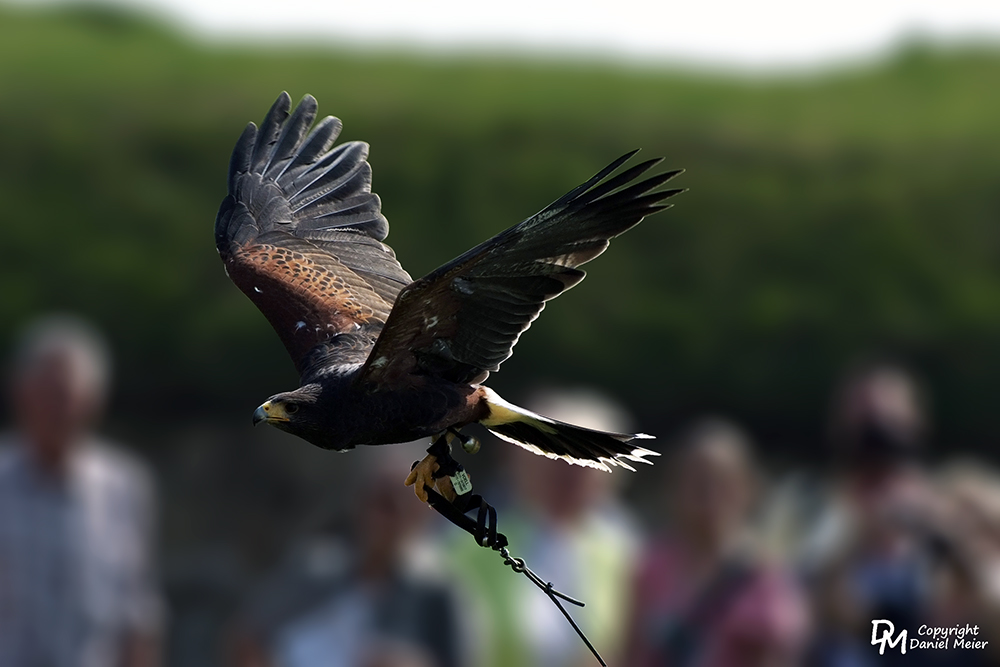 Wüstenbussard II