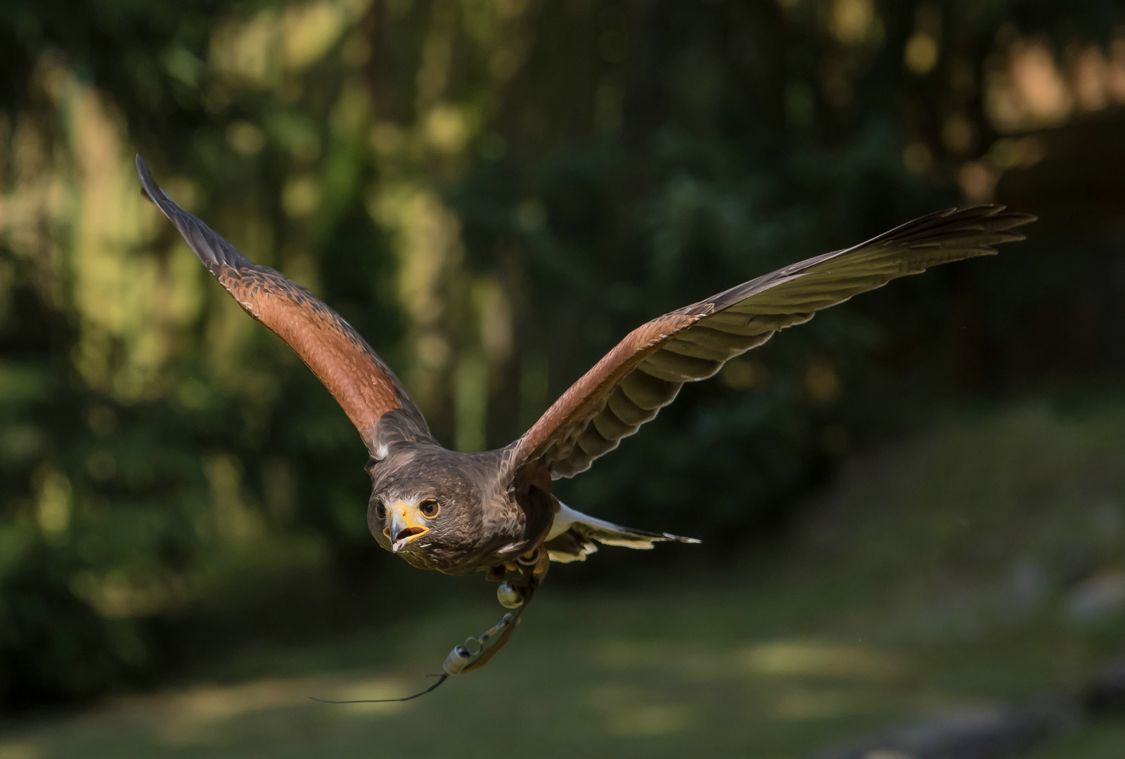 Wüstenbussard II