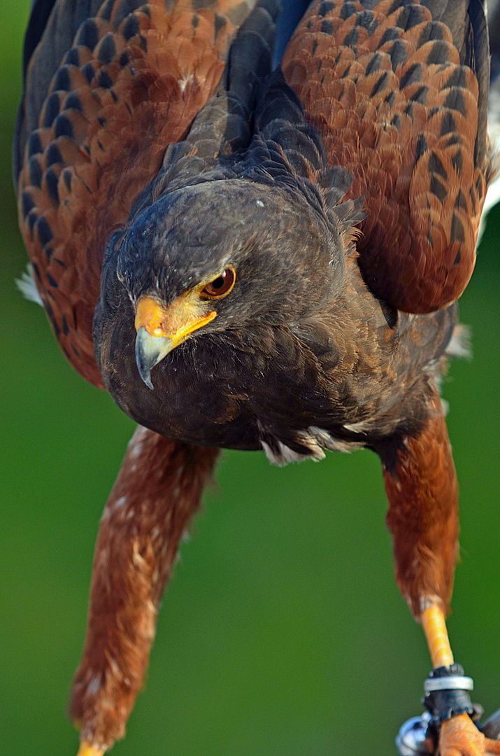 Wüstenbussard III (Harris-Hawk)