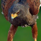 Wüstenbussard III (Harris-Hawk)