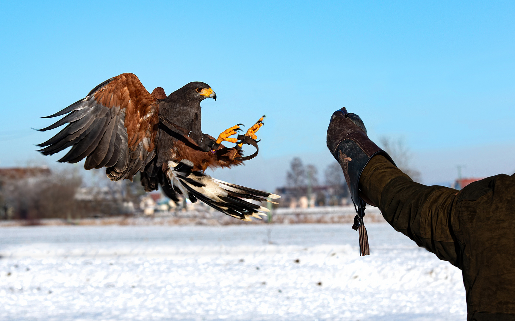 Wüstenbussard im Anflug