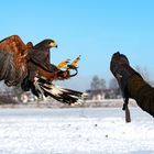 Wüstenbussard im Anflug