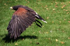 Wüstenbussard im Anflug