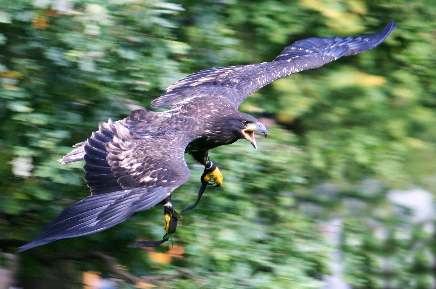 Wüstenbussard im Anflug