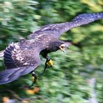 Wüstenbussard im Anflug