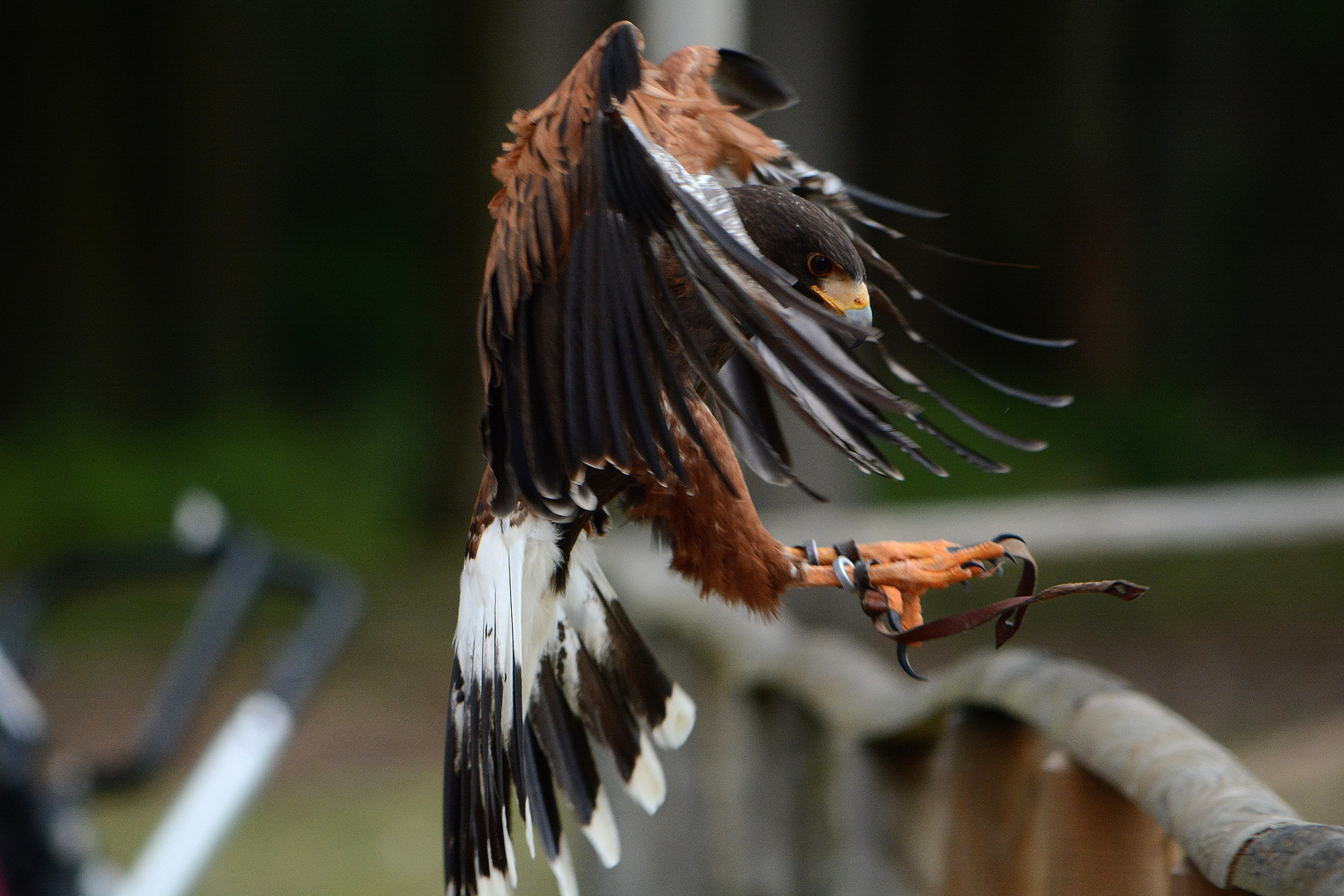 Wüstenbussard im Anflug