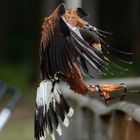 Wüstenbussard im Anflug