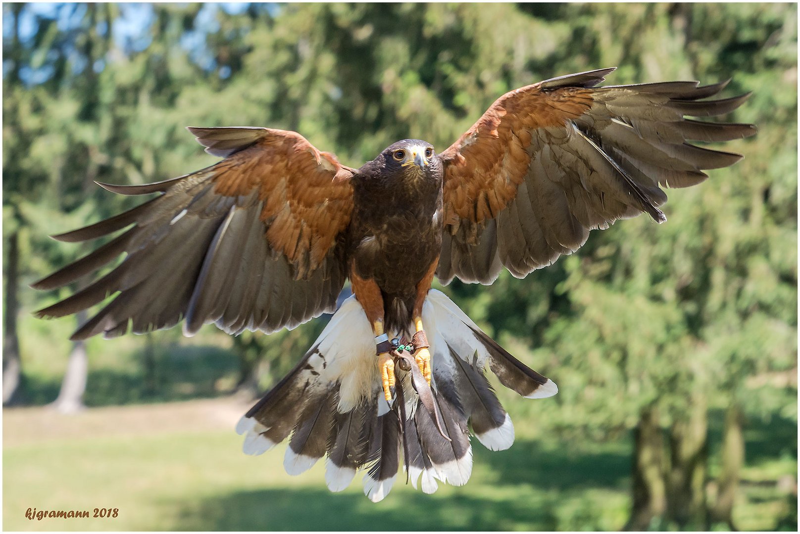 wüstenbussard im anflug.....