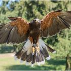 wüstenbussard im anflug.....