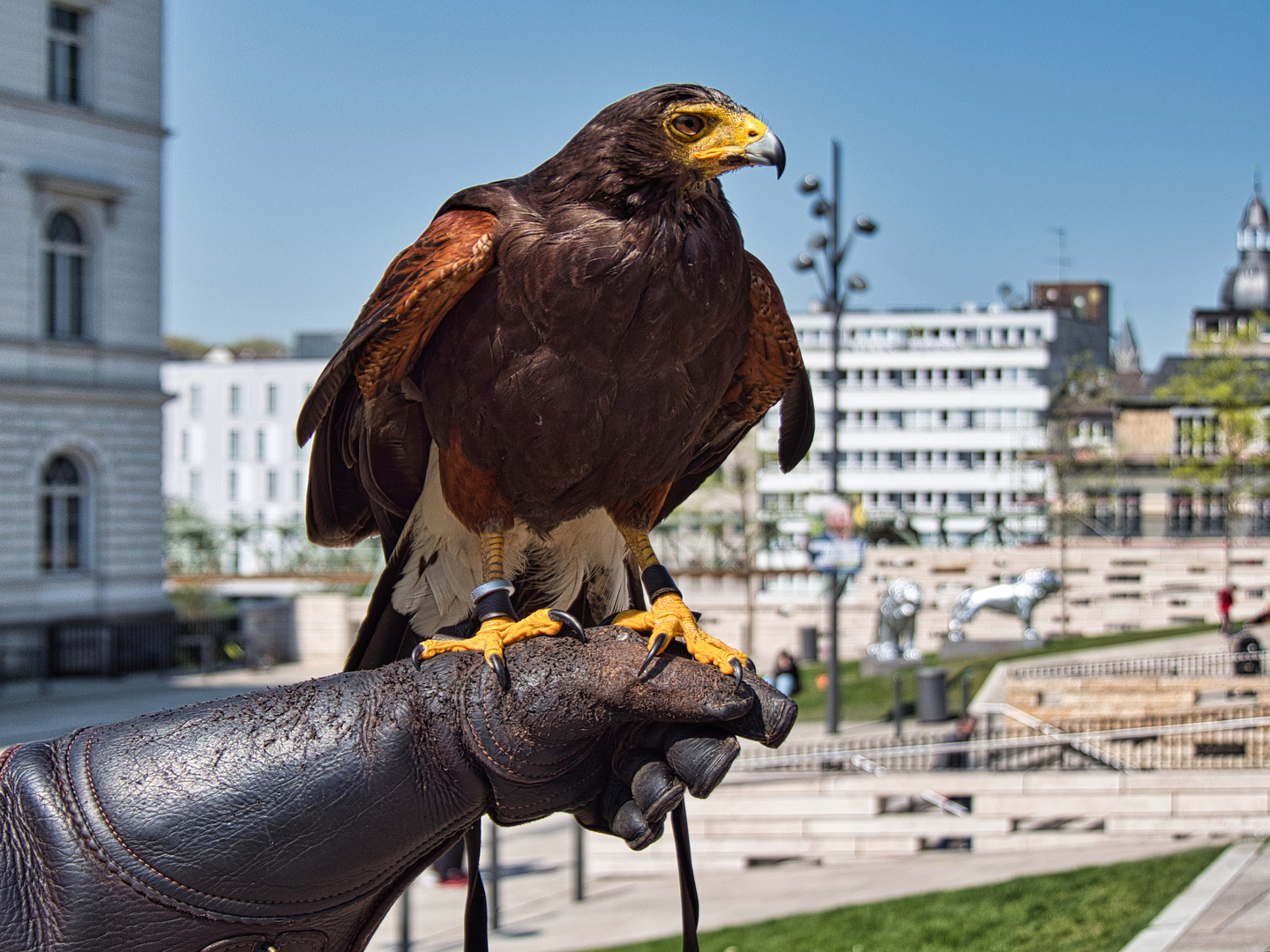 Wüstenbussard im Arbeitseinsatz