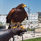 Wüstenbussard im Arbeitseinsatz