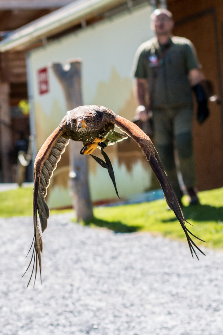 Wüstenbussard im Flug