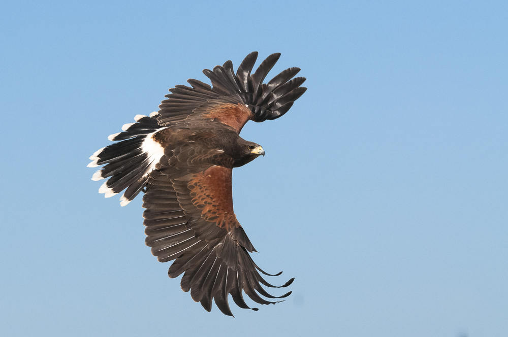 Wüstenbussard im Flug