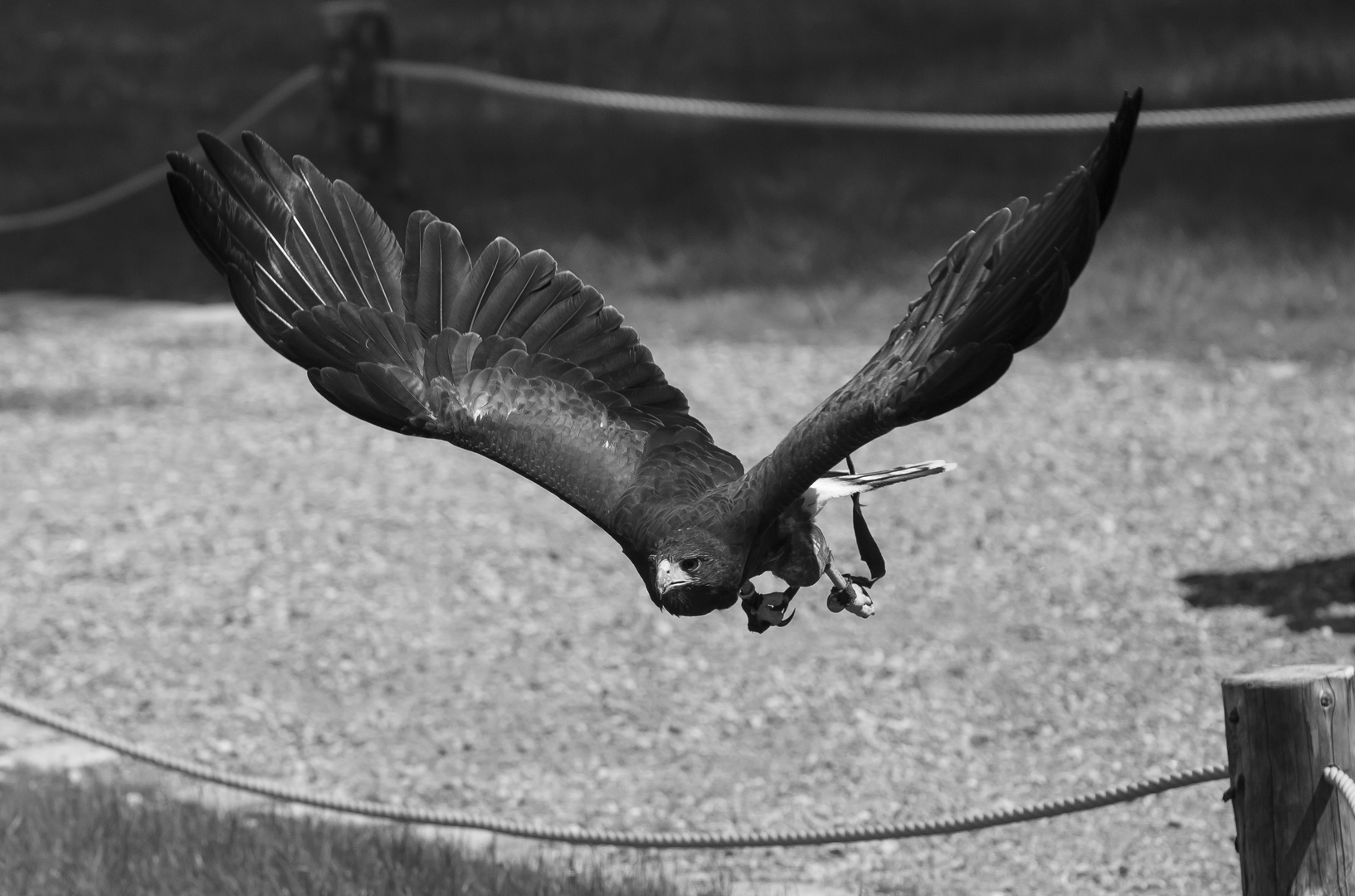 Wüstenbussard im Flug