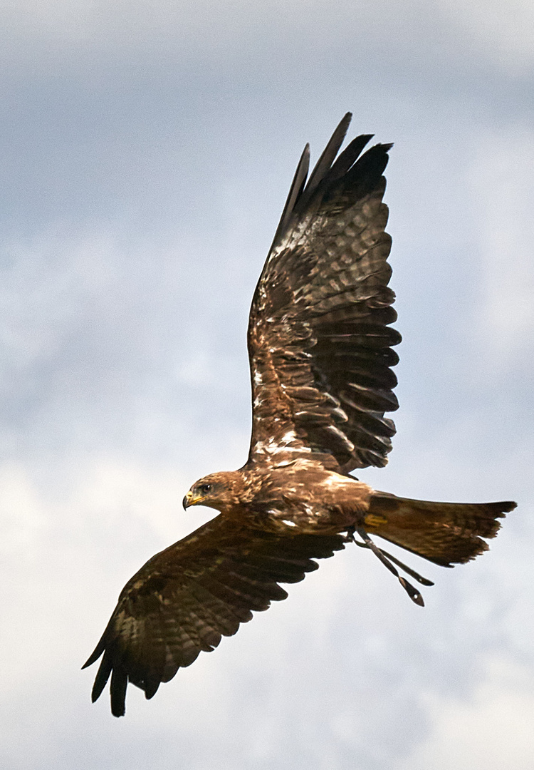 Wüstenbussard im Flug