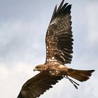 Wüstenbussard im Flug