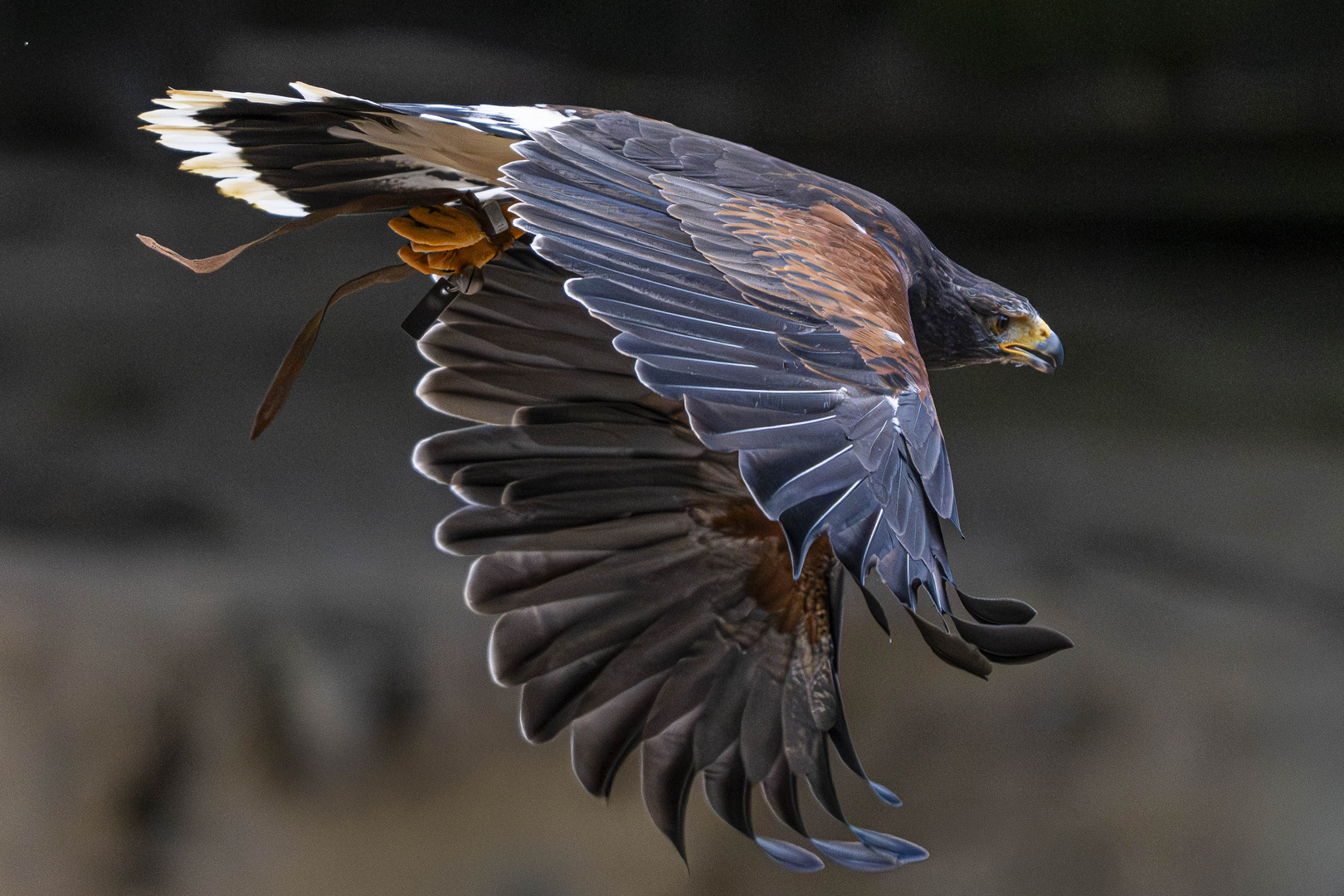 Wüstenbussard im Flug