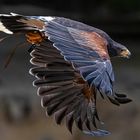 Wüstenbussard im Flug