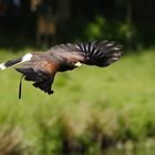 Wüstenbussard im Flug