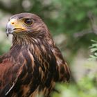 Wüstenbussard im Grünen