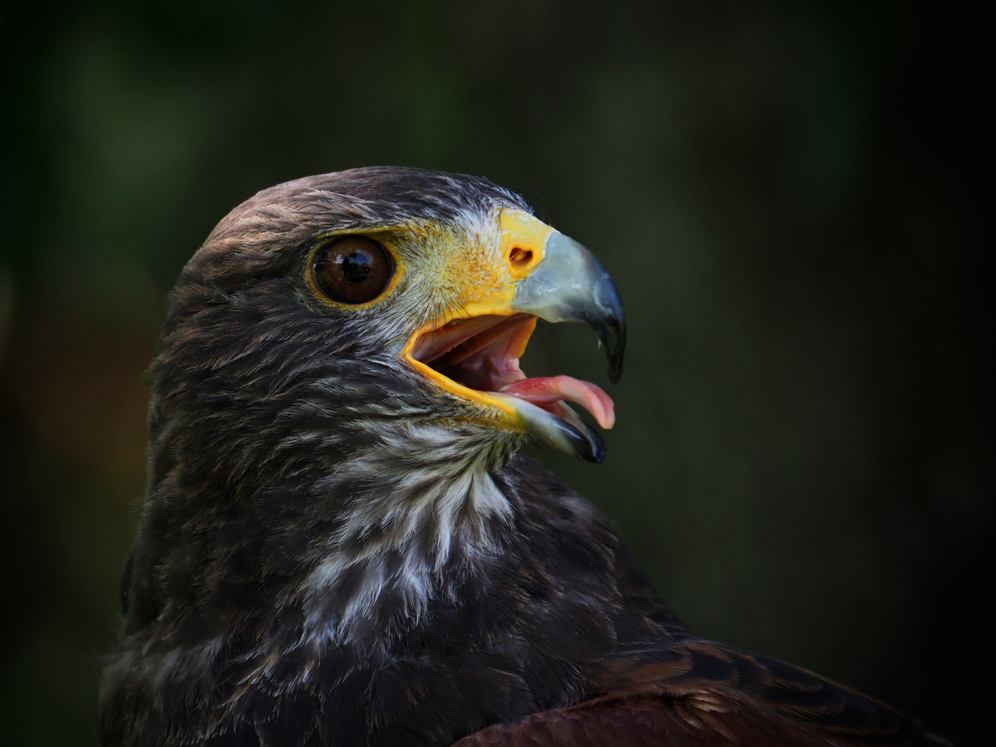 Wüstenbussard im Halbprofil