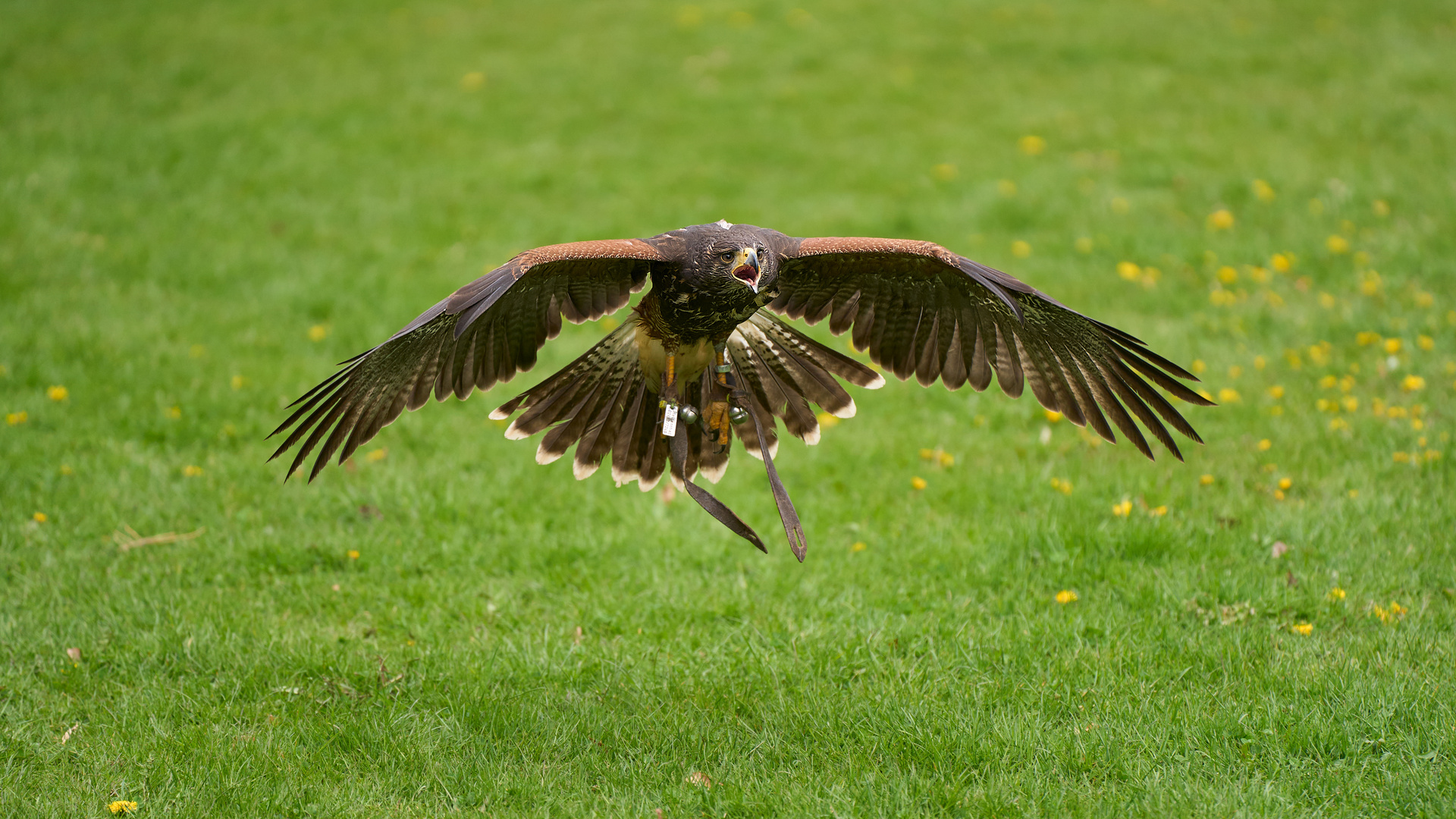 Wüstenbussard im Landeanflug