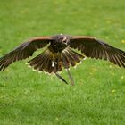 Wüstenbussard im Landeanflug