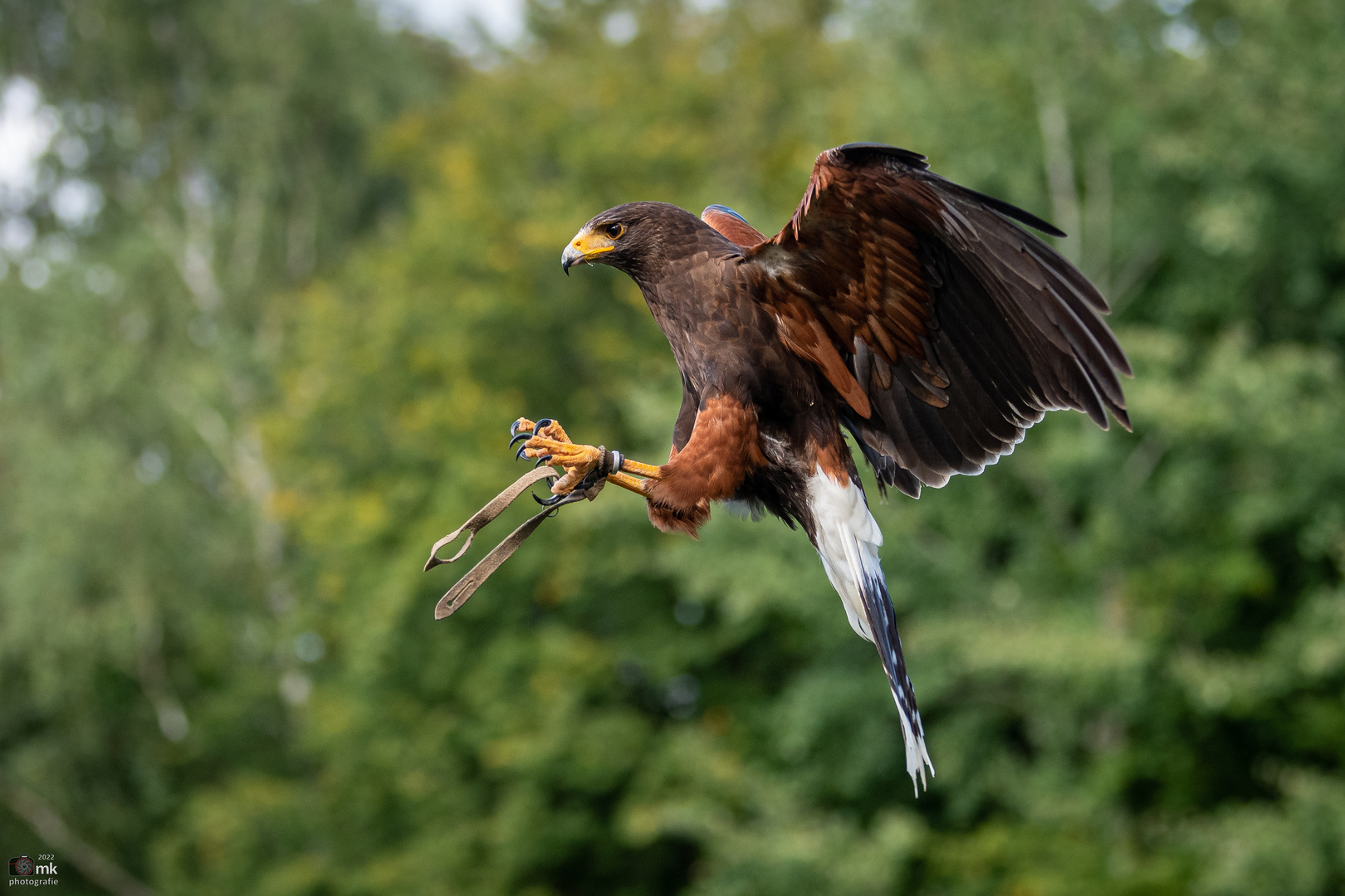 Wüstenbussard im Landeanflug