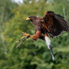 Wüstenbussard im Landeanflug