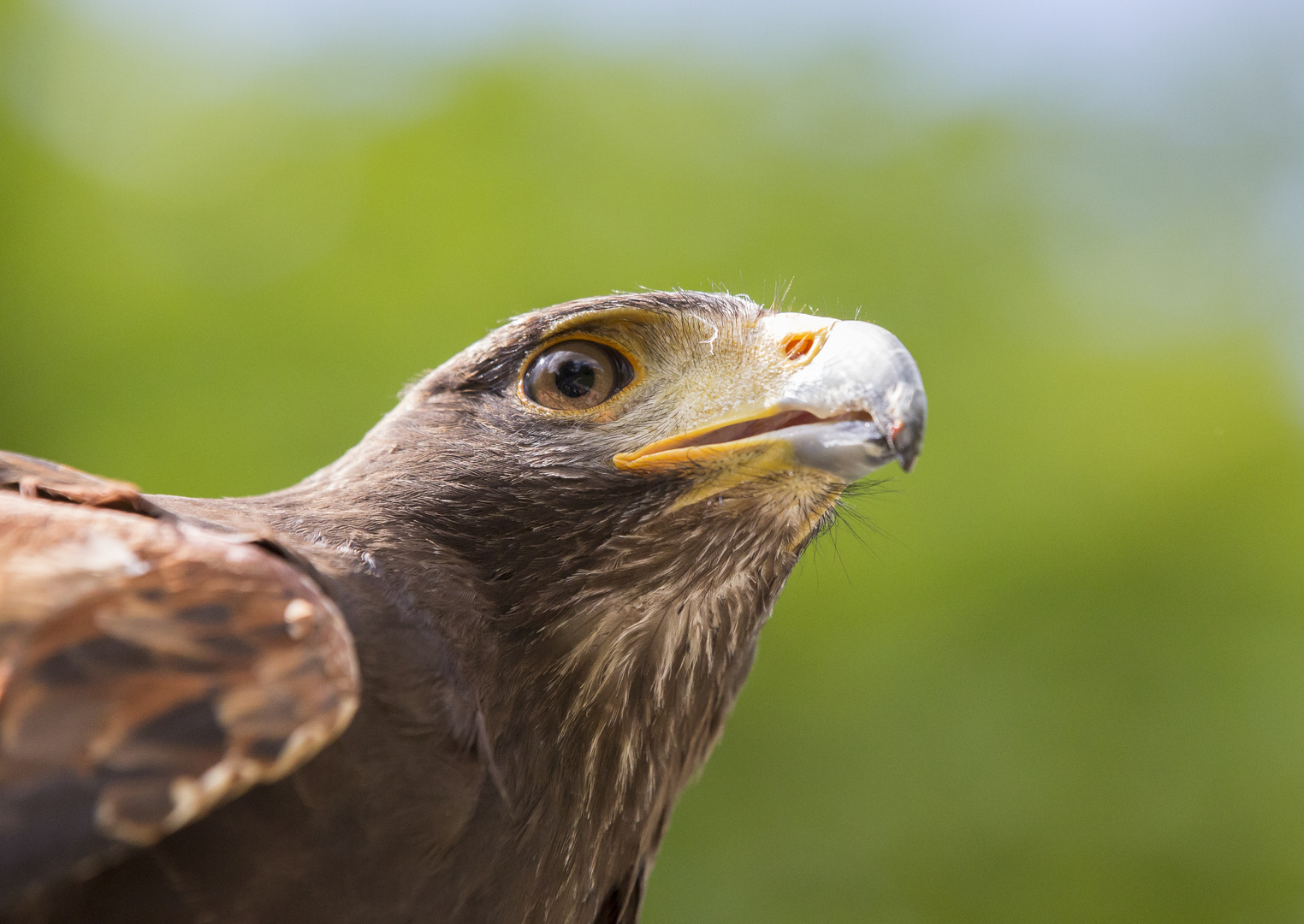 Wüstenbussard im Portrait