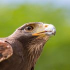 Wüstenbussard im Portrait