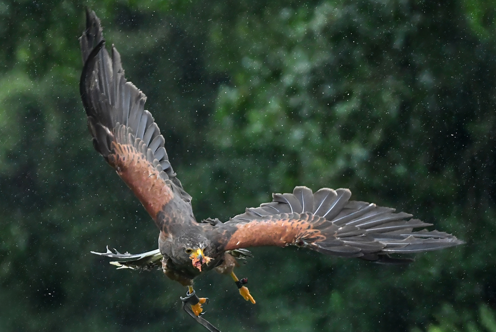 Wüstenbussard im Regen