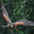 Wüstenbussard im Regen