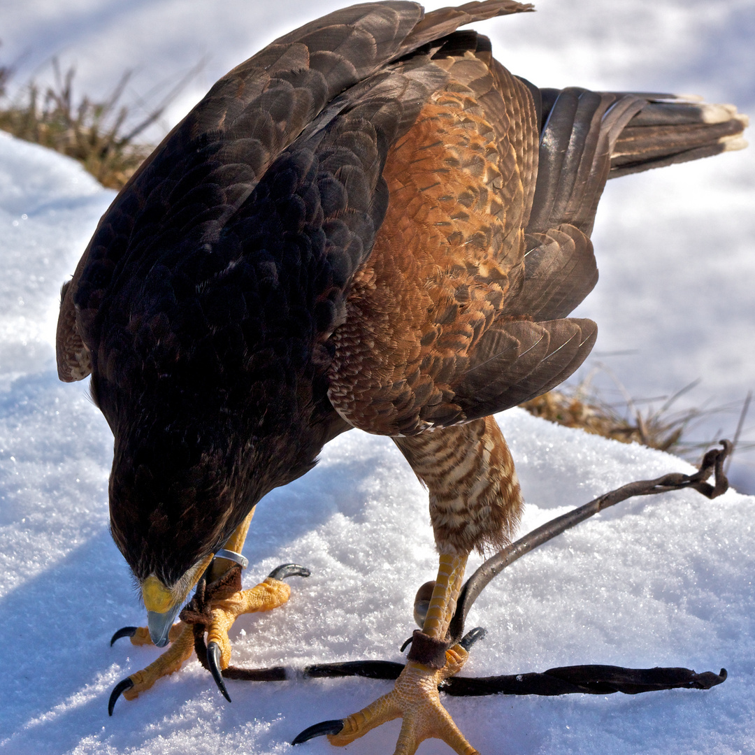 Wüstenbussard im Schnee