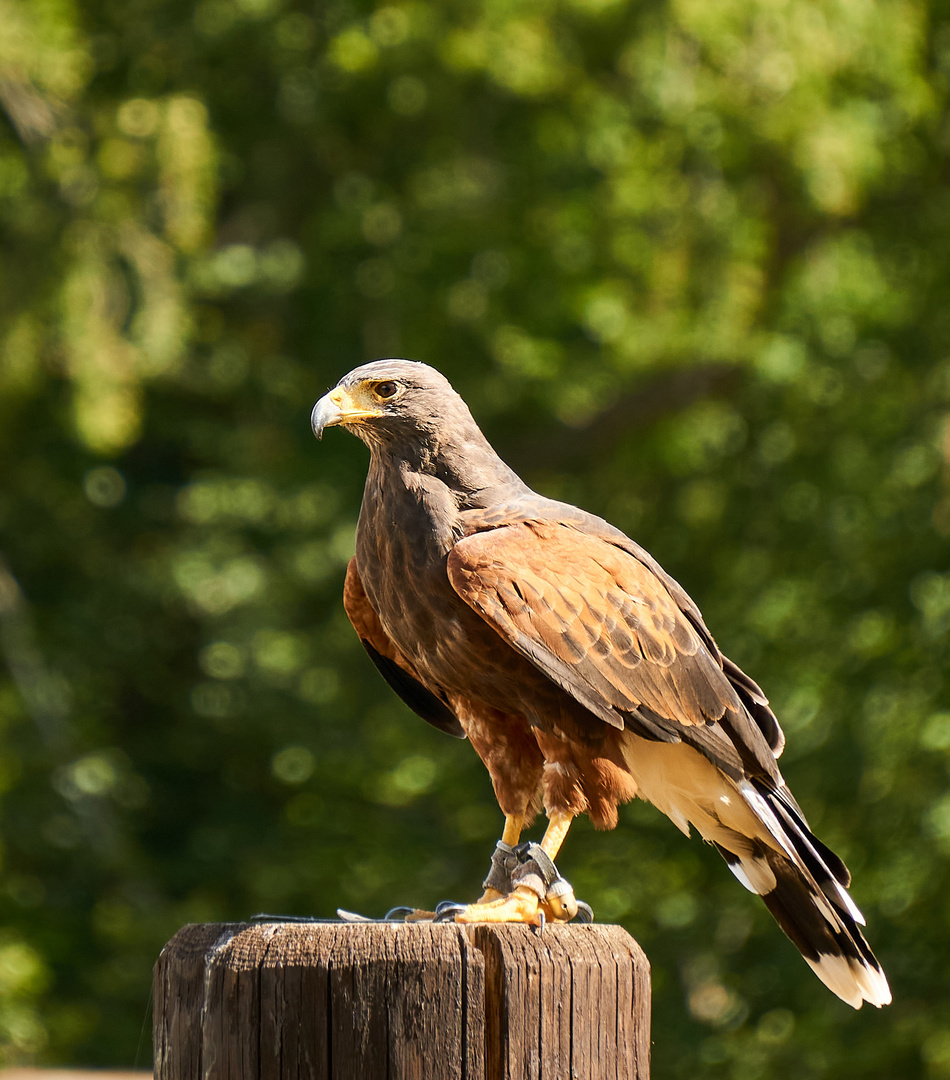 Wüstenbussard im Sitzen