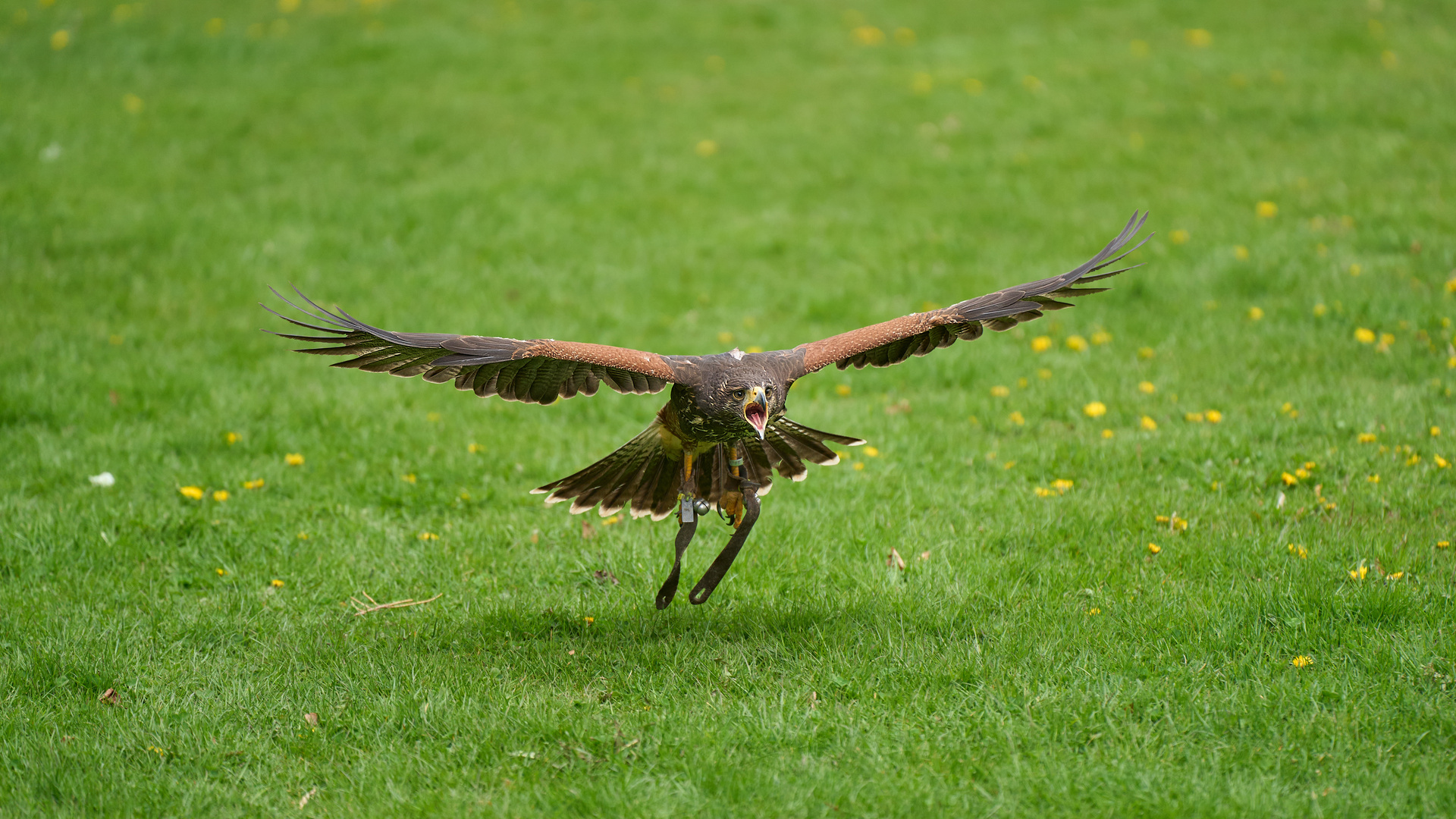 Wüstenbussard im Tiefflug