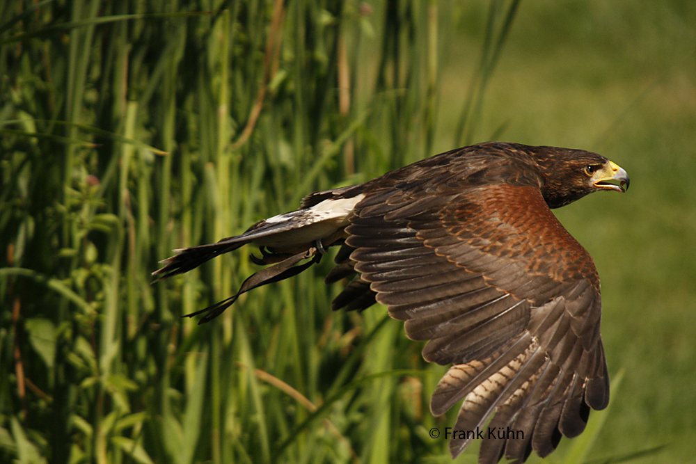 Wüstenbussard im Tiefflug