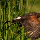 Wüstenbussard im Tiefflug