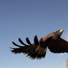 Wüstenbussard im vorbeifliegen