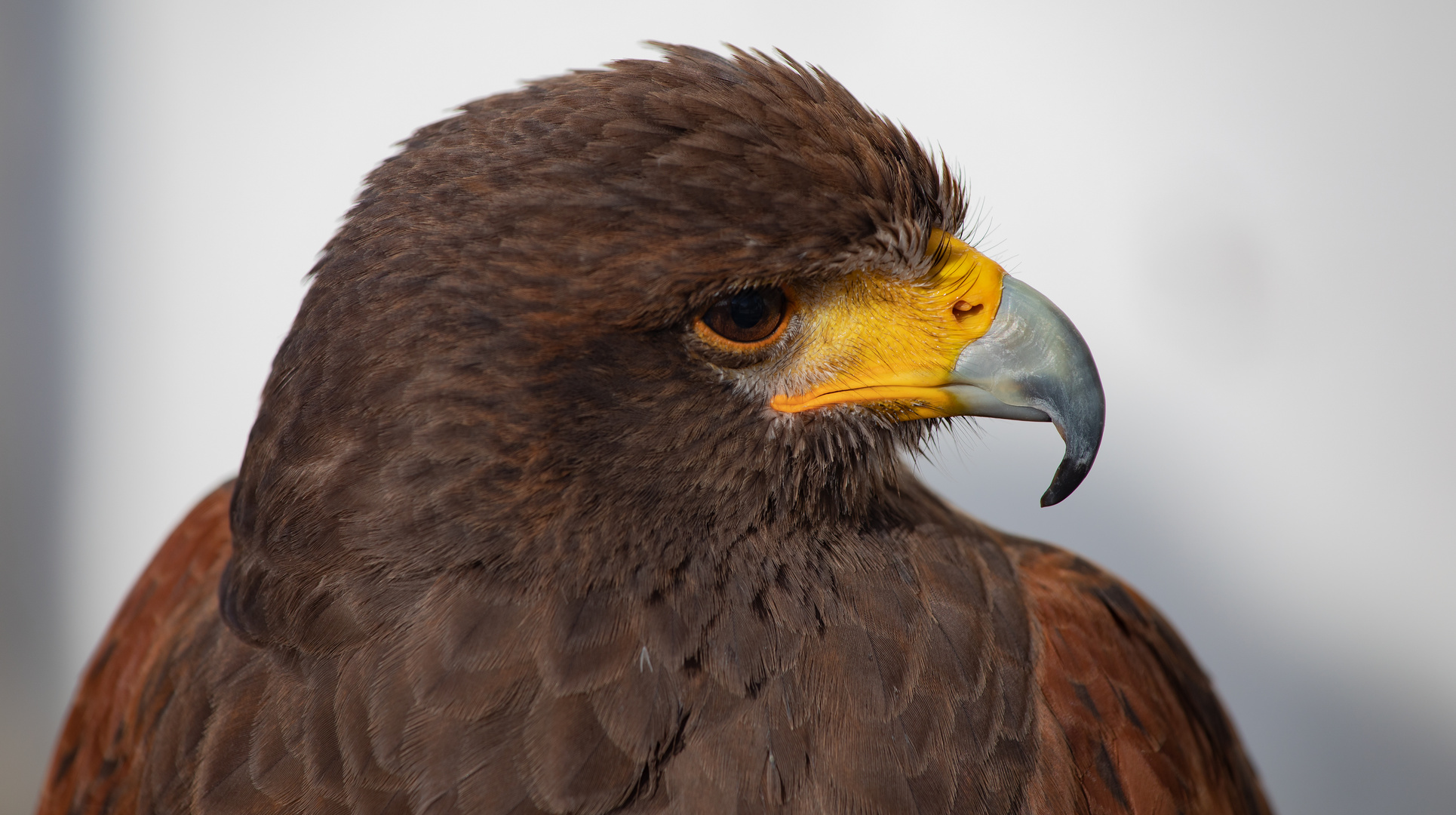 Wüstenbussard in Arcos de la Frontera