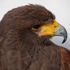 Wüstenbussard in Arcos de la Frontera